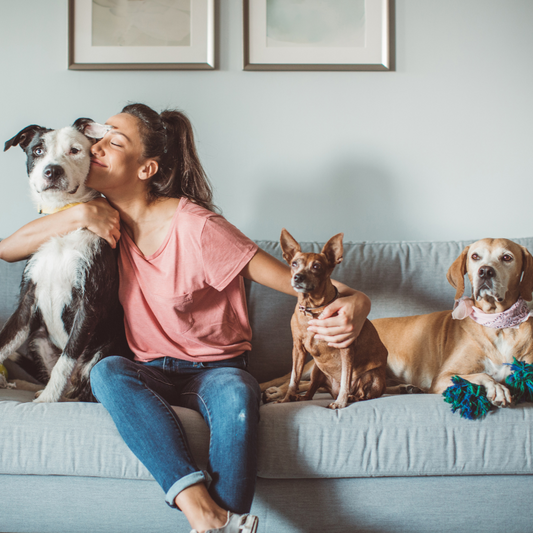 10 Essential Tips for New Pet Owners