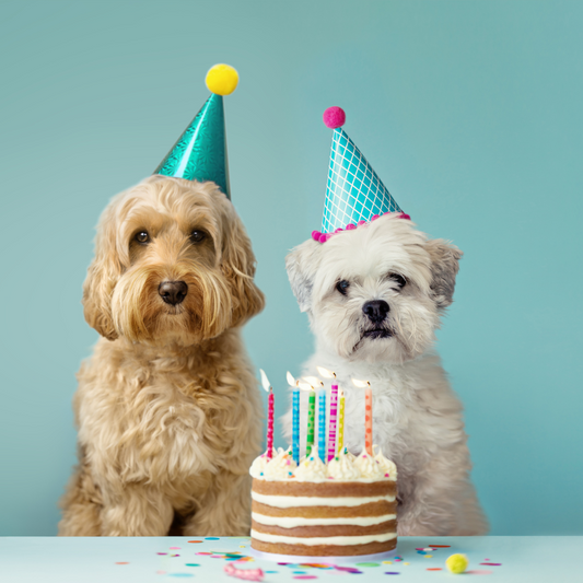 Celebrating Special Occasions: Ideas for Pet Birthdays and Holidays